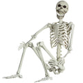 Life Size Skeleton with Posable Joints C504876