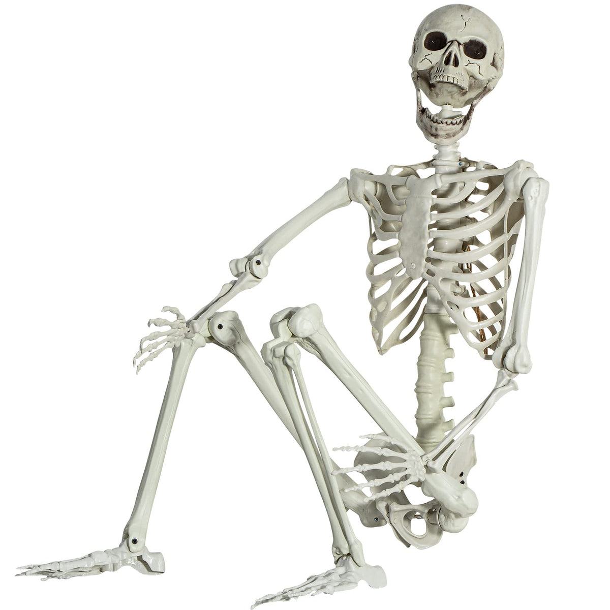 Life Size Skeleton with Posable Joints C504876