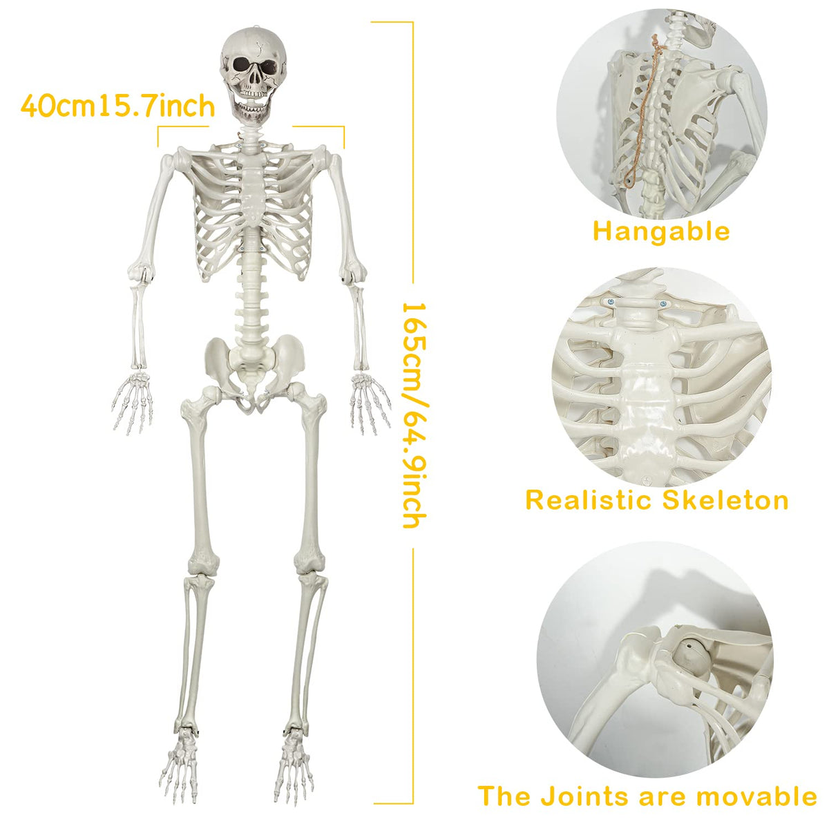 Life Size Skeleton with Posable Joints C504876