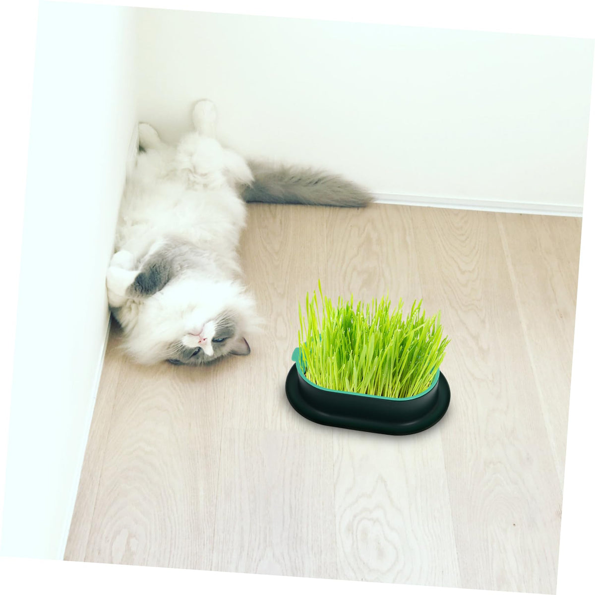 3 Pack Plastic Cat Grass Planter Boxes F32663