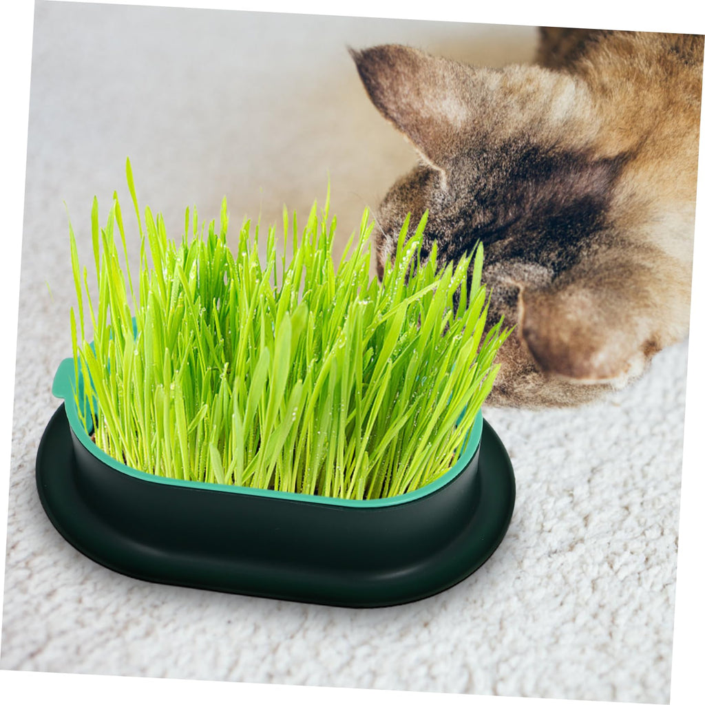 3 Pack Plastic Cat Grass Planter Boxes F32663
