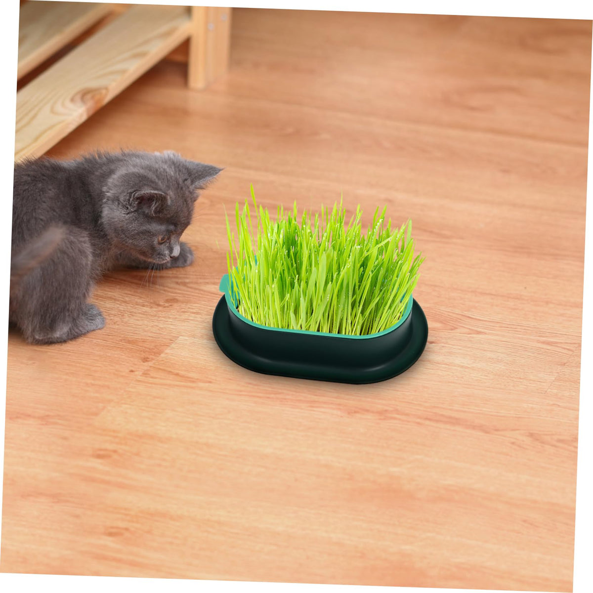 3 Pack Plastic Cat Grass Planter Boxes F32663